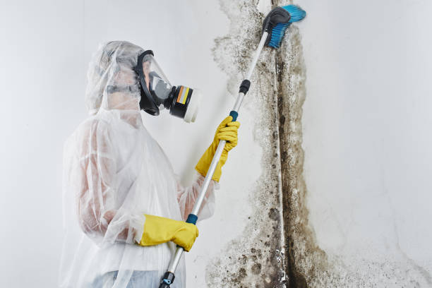 Professional Mold Removal in Rogers, TX